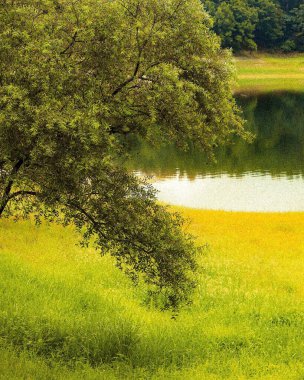 Ormanda nehri olan güzel bir manzara.