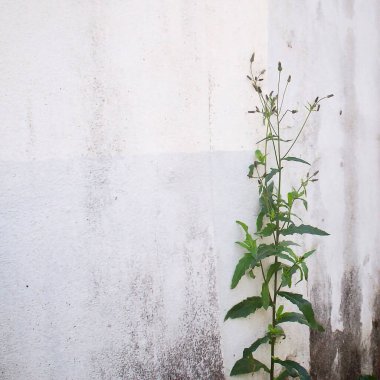 Duvarda yeşil yapraklar