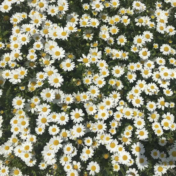 Bahçedeki beyaz papatyalar