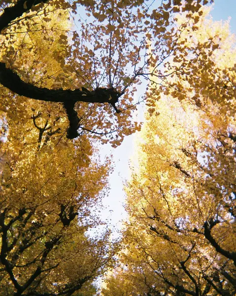 Ağaçlar ve yapraklarla dolu güzel sonbahar manzarası