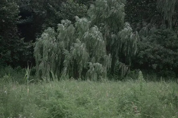 Ormanda yeşil çimenler