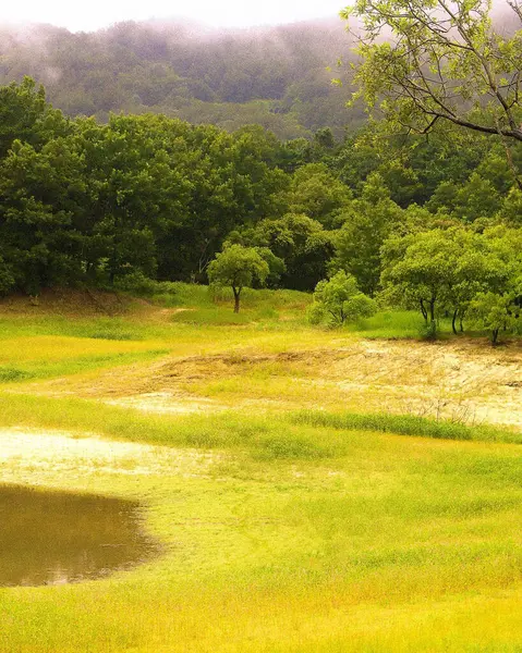 Ormanın ortasında yeşil çimenler ve ağaçlar..