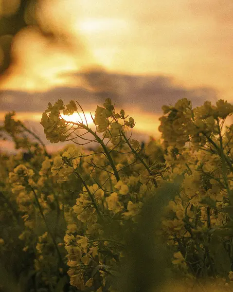 Ormanda güzel bir gün batımı