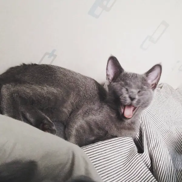 Sevimli kedi kanepede yatıyor.