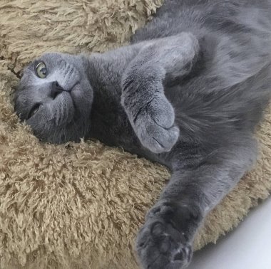 kedi yatakta uyuyor.