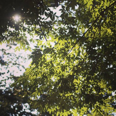 yeşil yapraklar, bitki örtüsü ve doğa