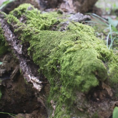 Ağaç gövdesine yakın çekim yosun.