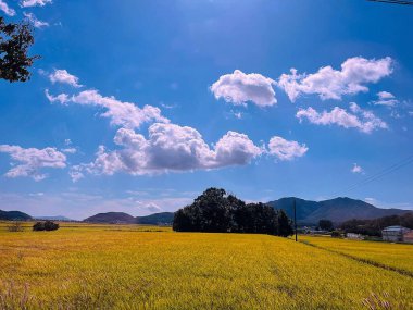 Buğday tarlası olan güzel bir manzara.