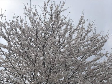 Güzel botanik fotoğrafı, doğal duvar kağıdı.