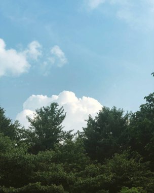 Ağacı ve mavi gökyüzü olan güzel bir manzara.