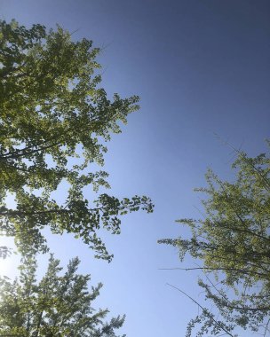 Ormanın güzel manzarası