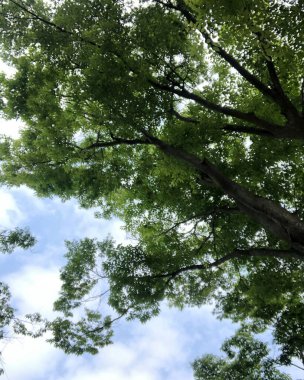 Ormanda yeşil yapraklar