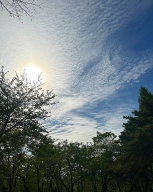 Ormanın güzel manzarası