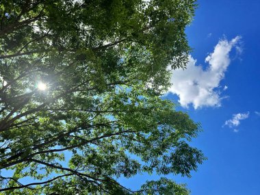 mavi gökyüzü arka planında yeşil yapraklar