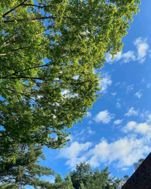 Şehir parkının güzel manzarası