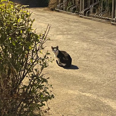 yerde oturan siyah kedi