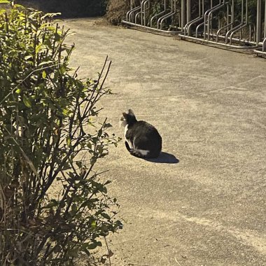 Kedi yerde oturuyor.