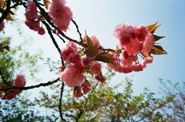 Bahçedeki güzel pembe çiçekler
