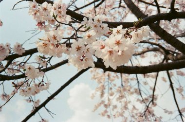 Bahçede güzel bahar çiçekleri