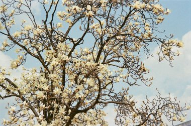 Doğa, çevre ve bitki dalları