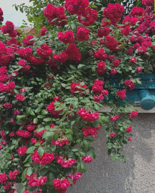 Bahçedeki güzel çiçekler