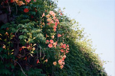 Bahçedeki güzel çiçekler