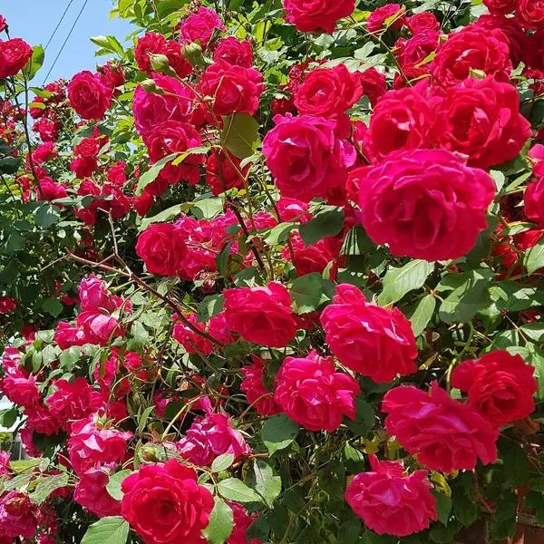 Bahçedeki kırmızı güller