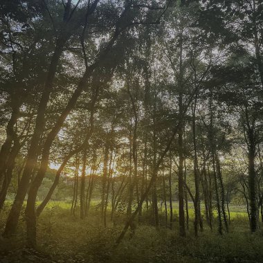 Ormanın güzel manzarası