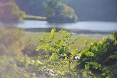 Ormanın güzel manzarası