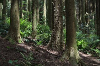 Dağlardaki bir ormanın güzel bir görüntüsü