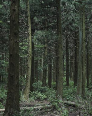 Sabah erken saatlerde karanlık orman