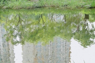 Ormandaki nehrin güzel manzarası