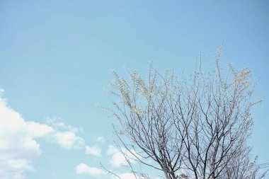 Ağaçtaki güzel bahar çiçekleri