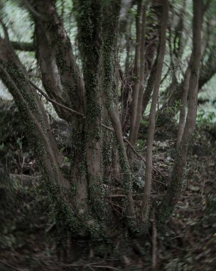 Parktaki yaşlı ağaç