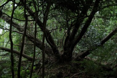 Ağaçları ve bitkileri olan yeşil orman.