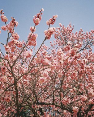Parkta güzel kiraz çiçekleri