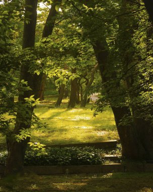 Parktaki yeşil ağaçlar