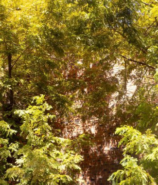 Ormanda ağaç dalları, doğa bitki örtüsü