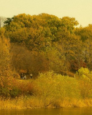 Ağaçlar ve yapraklarla dolu güzel sonbahar manzarası