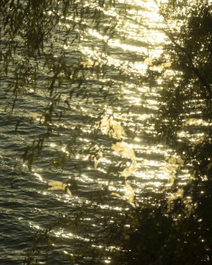 Parkta sonbahar yaprakları