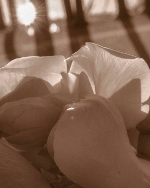 Yakın çekim - güzel çiçeklerin çekimi