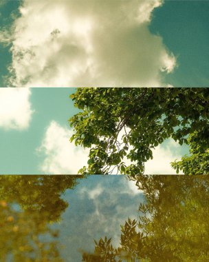 Ormanda yeşil yapraklar