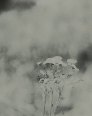 Güzel botanik fotoğrafı, doğal duvar kağıdı.