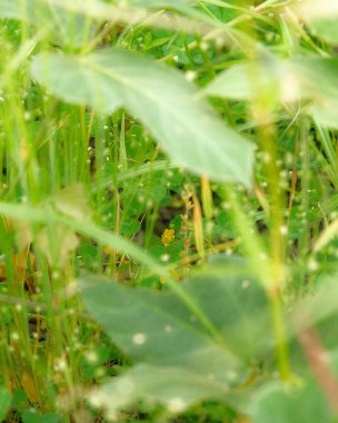 Bahçede yeşil yapraklar