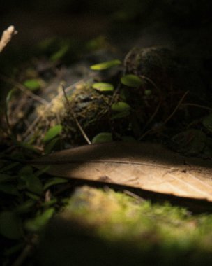 Ahşap zeminde yeşil bir yaprağın üzerine yakın.