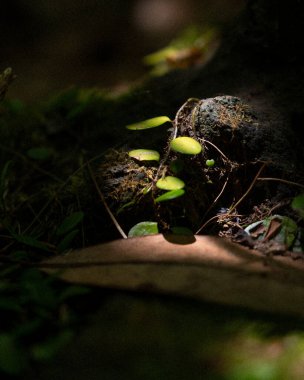 Yakın plan - koyu arkaplanda yeşil yosun