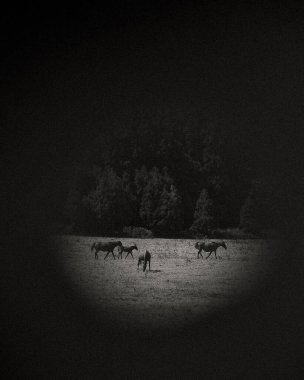 Ormandaki bir atın dikey çekimi.