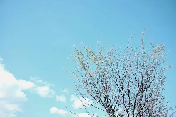 Ağaçtaki güzel bahar çiçekleri