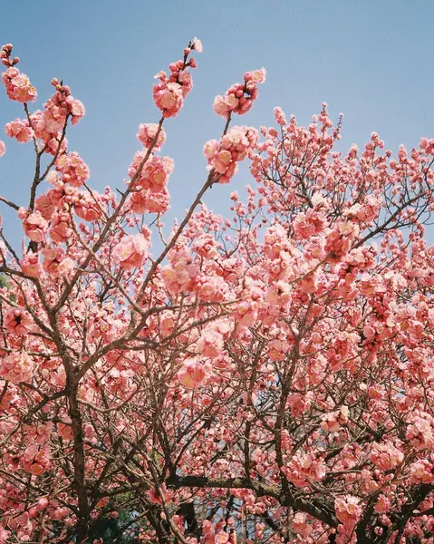 Parkta güzel kiraz çiçekleri