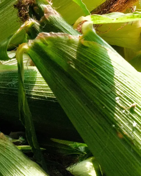 bir bitkinin yeşil yaprakları